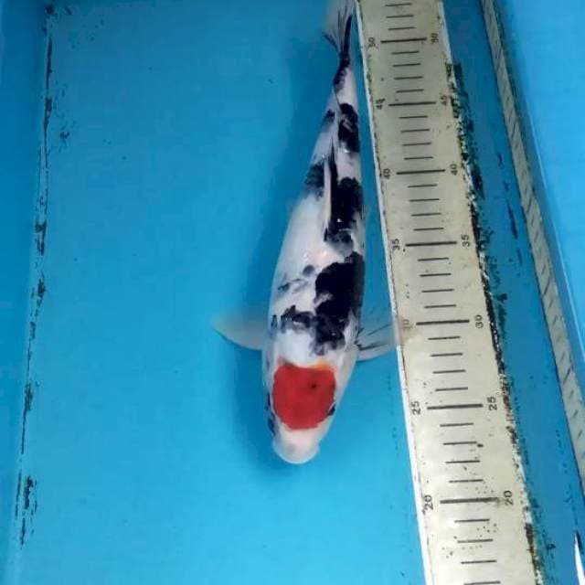 Tancho Showa 29cm Male