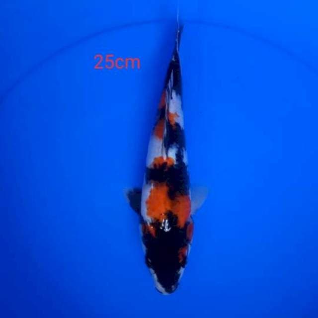 Sowa 25cm