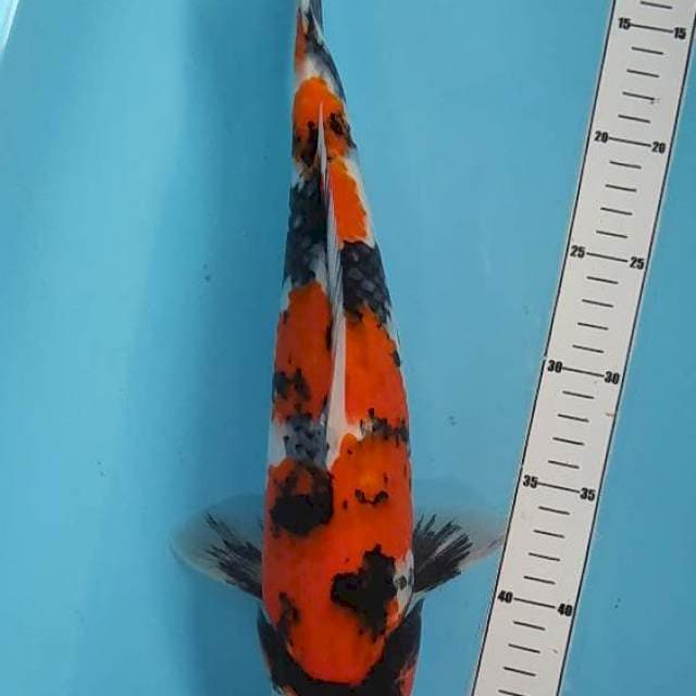 Showa 38cm