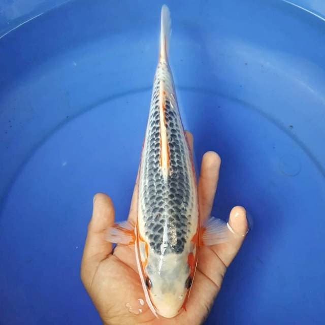 ASAGI ~ 27CM