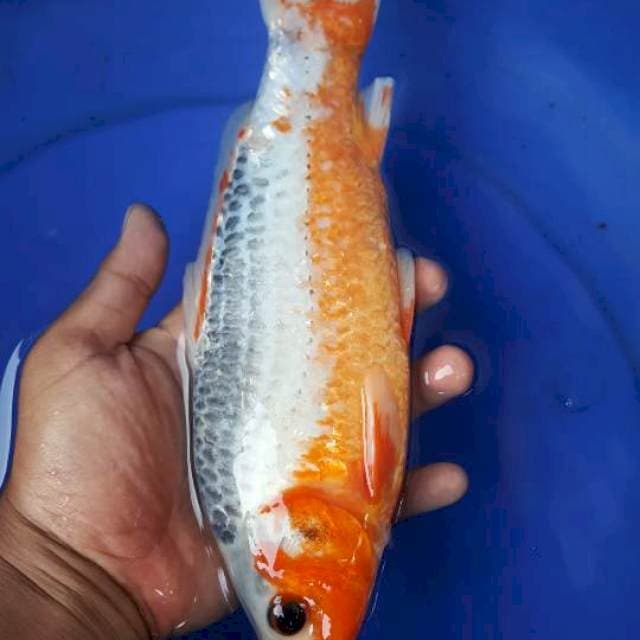 ASAGI ~ 27CM