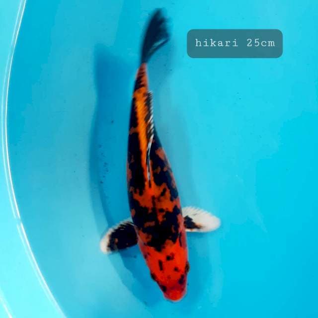 Hiakri antik