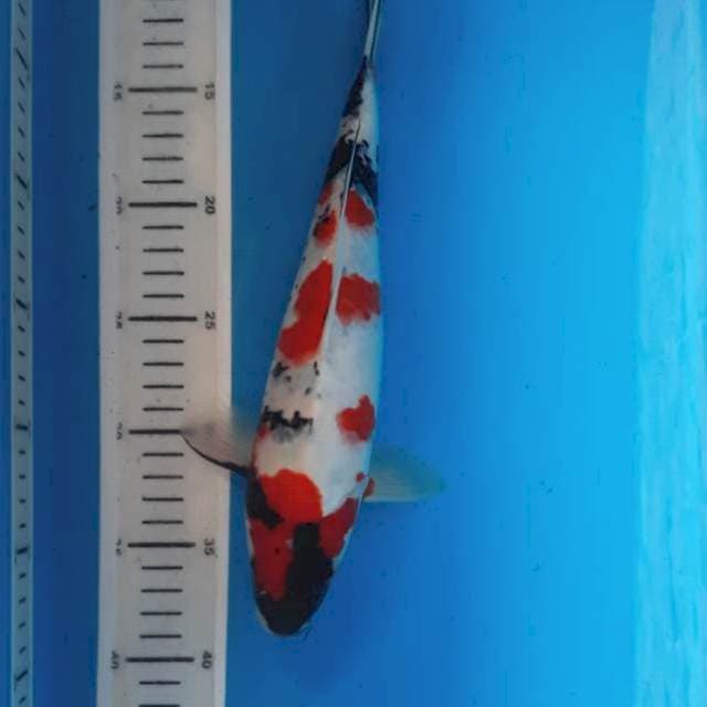 Showa 29cm