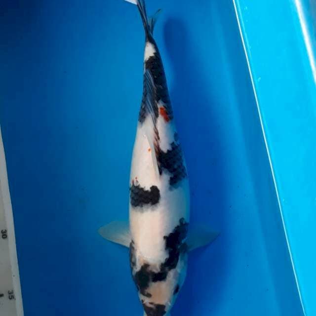 Shiro 28cm