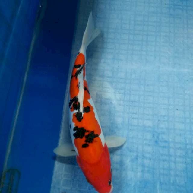 29cm sanke,doitsu