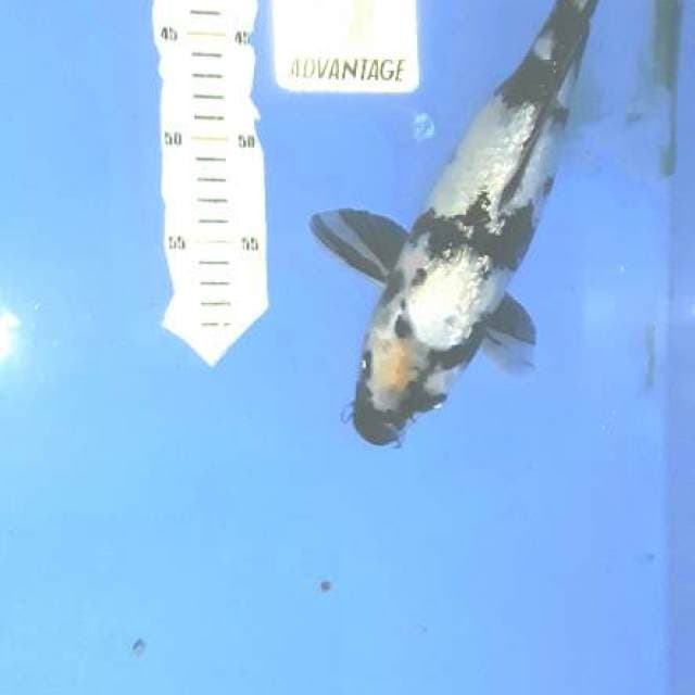 Shiro ginrin 36cm