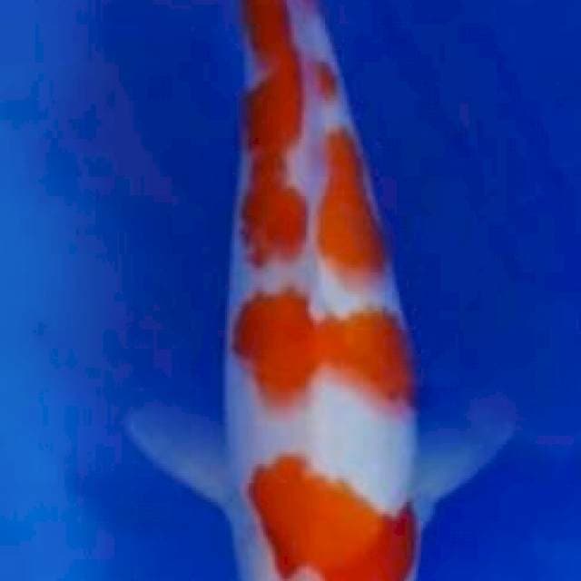 Jitai Kohaku 32cm (F)