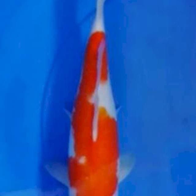 Jitai Kohaku 33cm (F) - ii