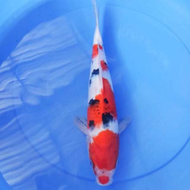sanke 34cm