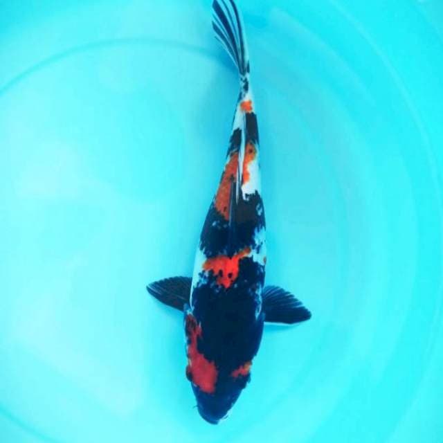 showa 34cm