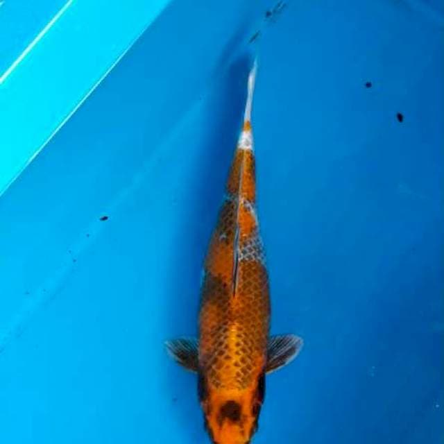 Kawarimono 37cm
