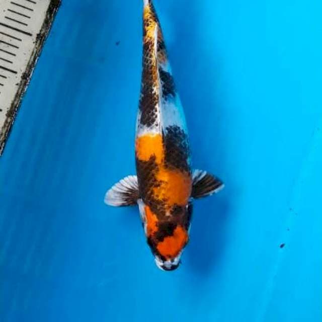 Kin showa 37cm