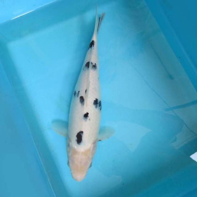 WHITE SNOW BEKKO 7