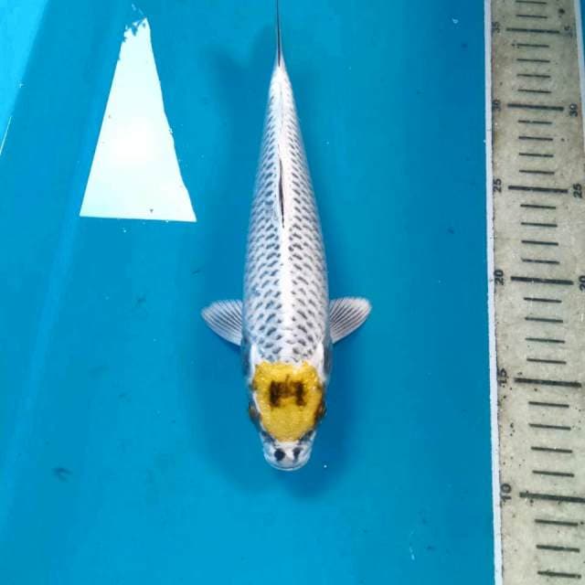 Tancho Hariwake, 25 cm