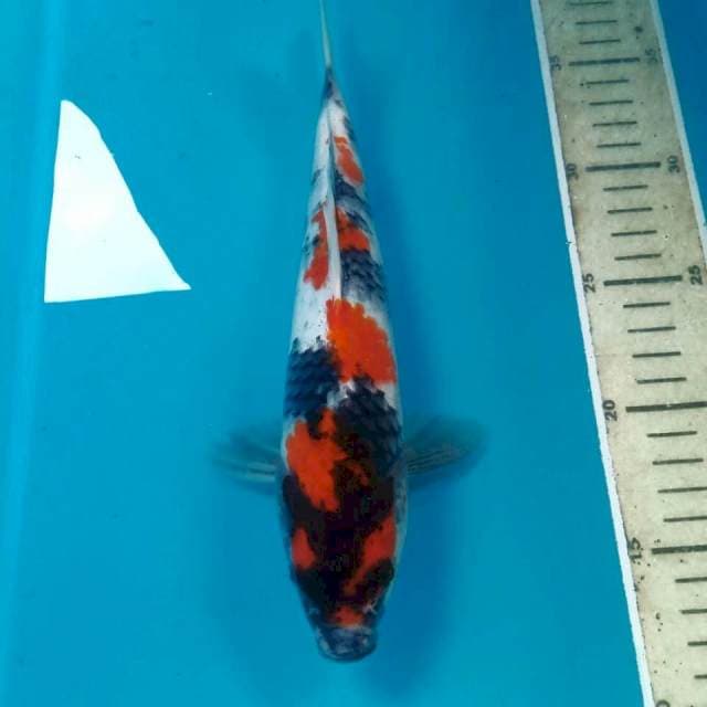 Showa, 25 cm