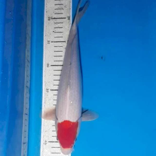 Tancho 33 cm Male