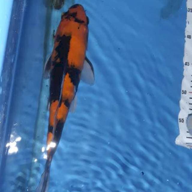Hi utsuri 37cm