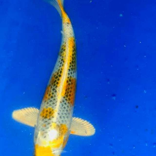 Hariwake 35cm koleksi