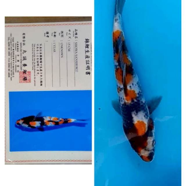 Showa Serti Marusei 20bu