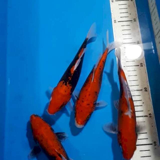 BENIKUMONRYU 20 CM