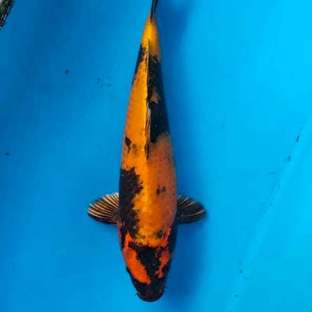 Kin utsuri 37cm