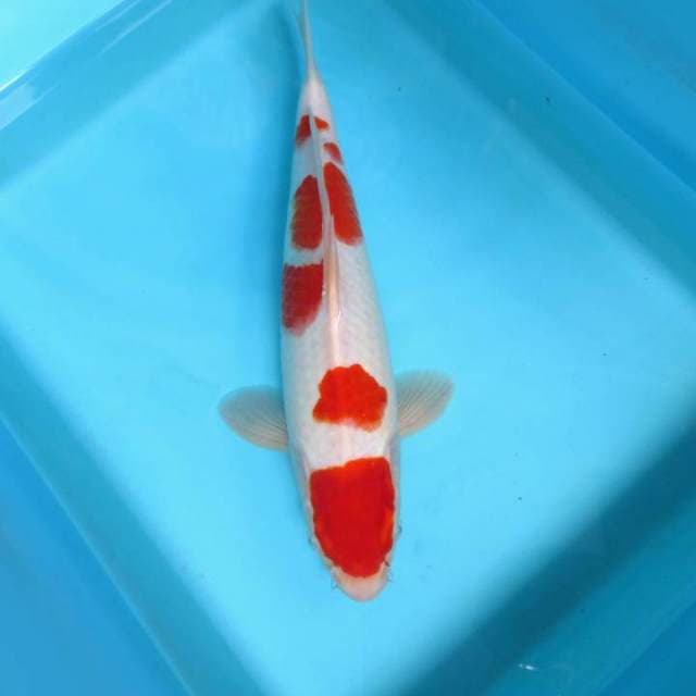 KOHAKU 9