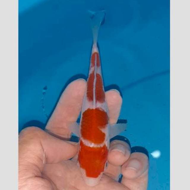 Kohaku 4step