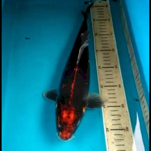 37 cm