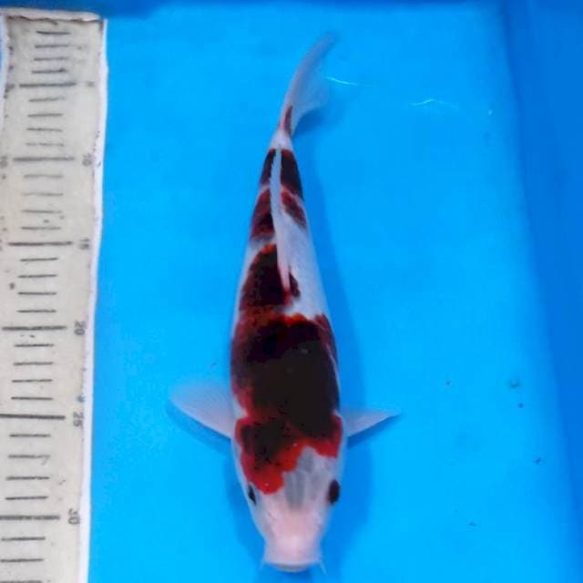 Goromo