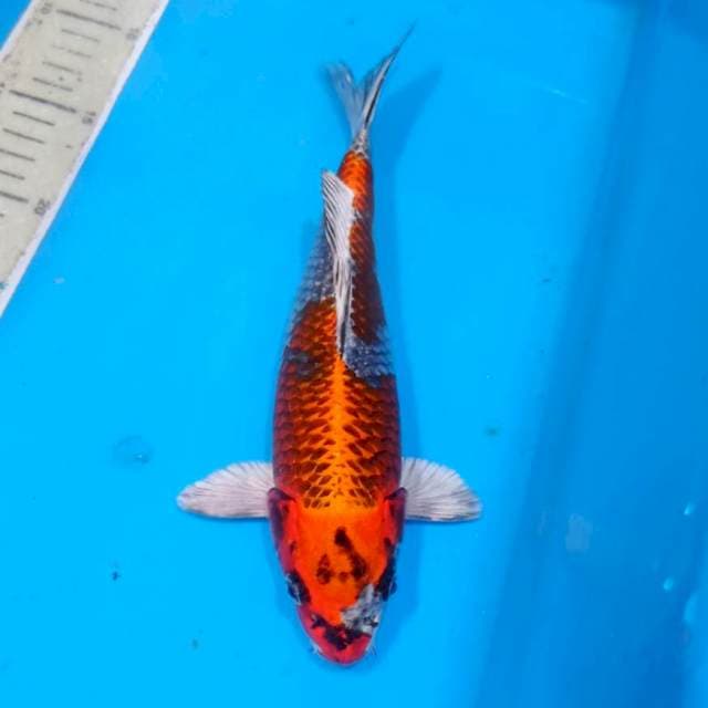 Kujaku bodi jumbo