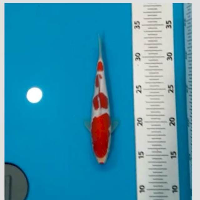 Kohaku 4step 25bu