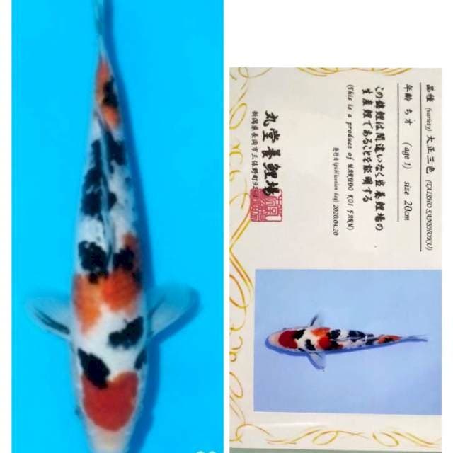 Sanke maruten tsubosumi marudo