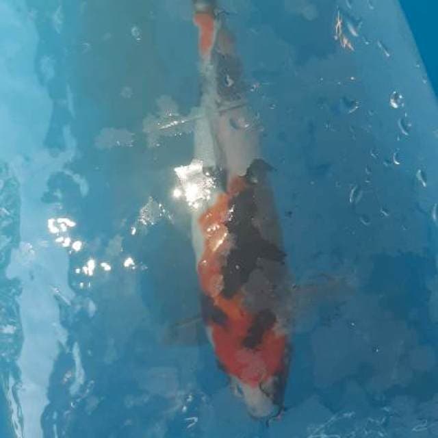 Showa sansoku 34cm High Quality🎪