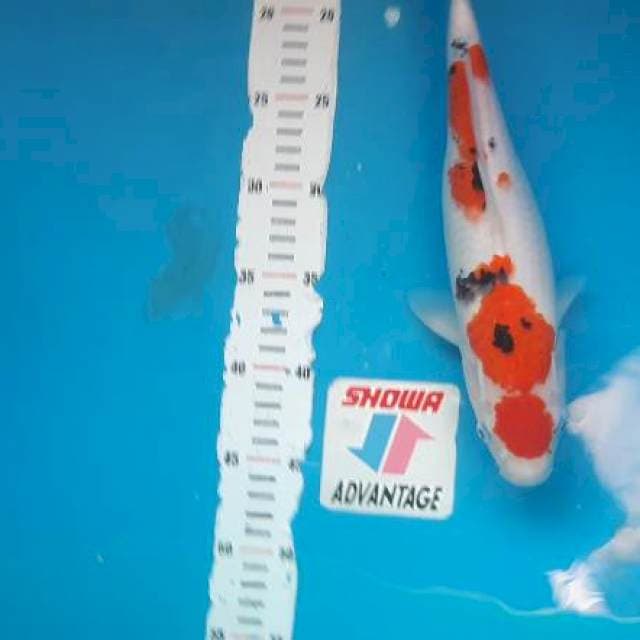 Maruten sanke 35cm