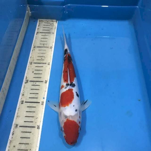 Sanke doitsu 27cm