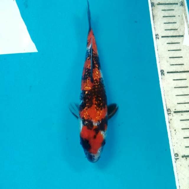 Showa Ginrin, 19 cm