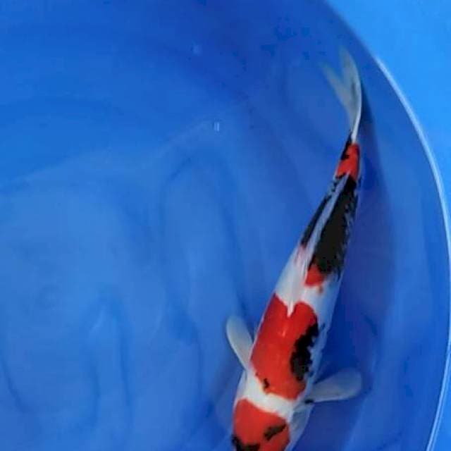Showa 40 cm