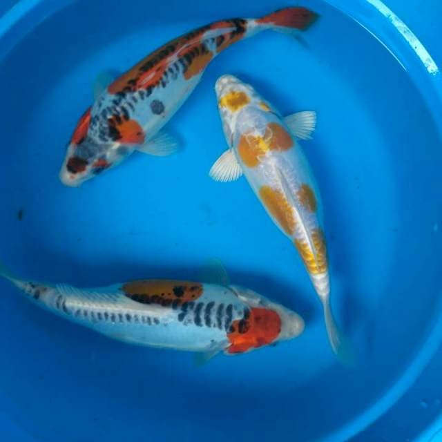 Sk mix