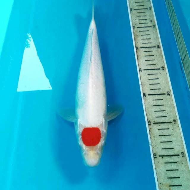 Tancho Kohaku, 33 cm