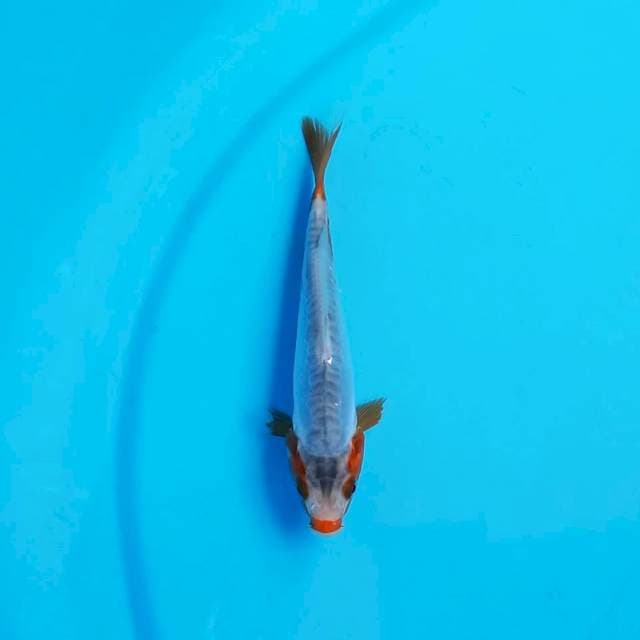 Shusui 14 cm