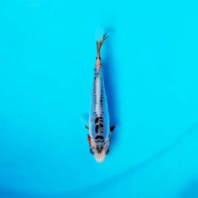 Shusui 12 cm