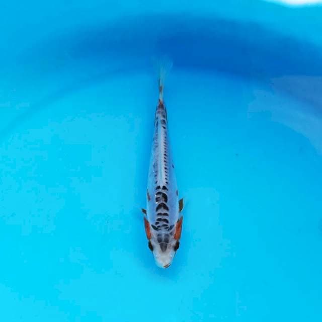 Shusui 14 cm
