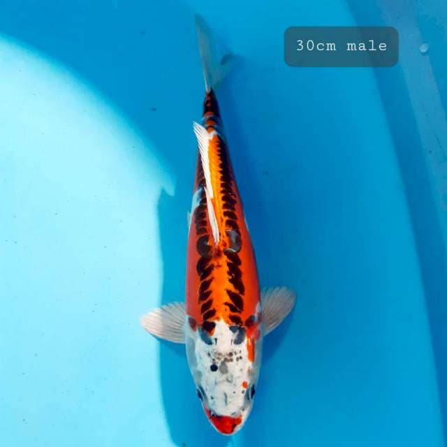 Kikko 30 cm male