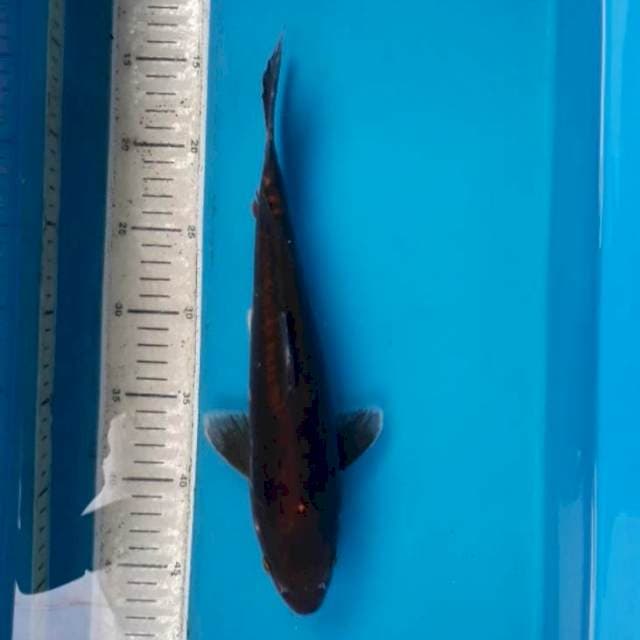 33 cm
