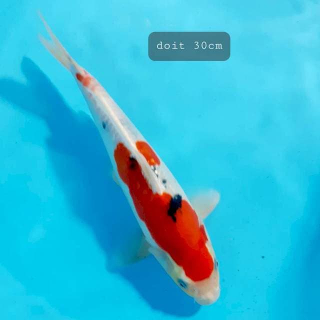 Doit male 30 cm