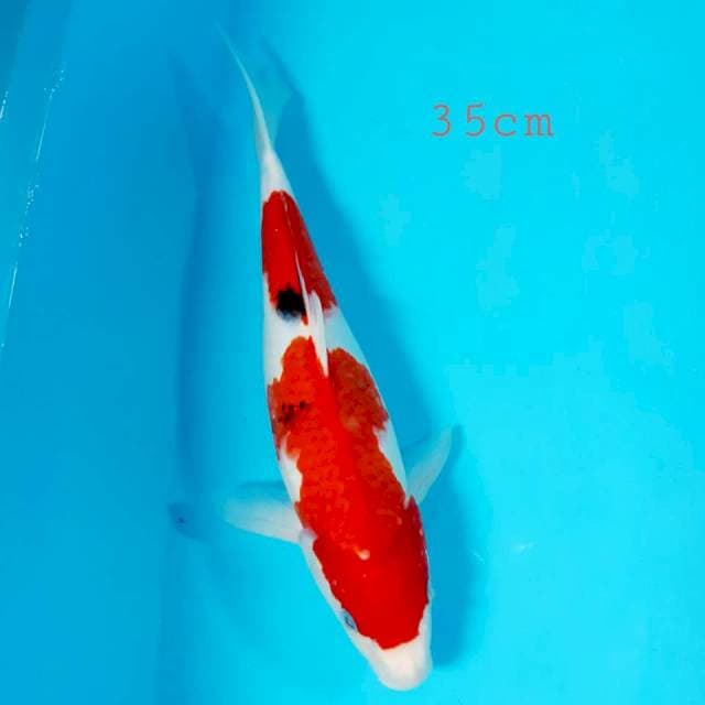 Sanke 2 step merah strong