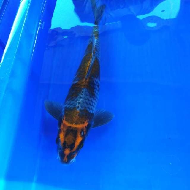 Ochiba male