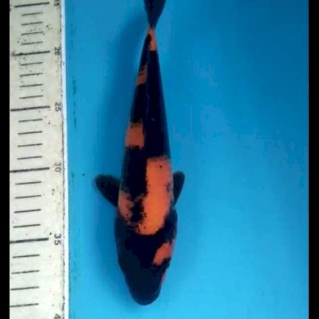 Utsuri 18cm