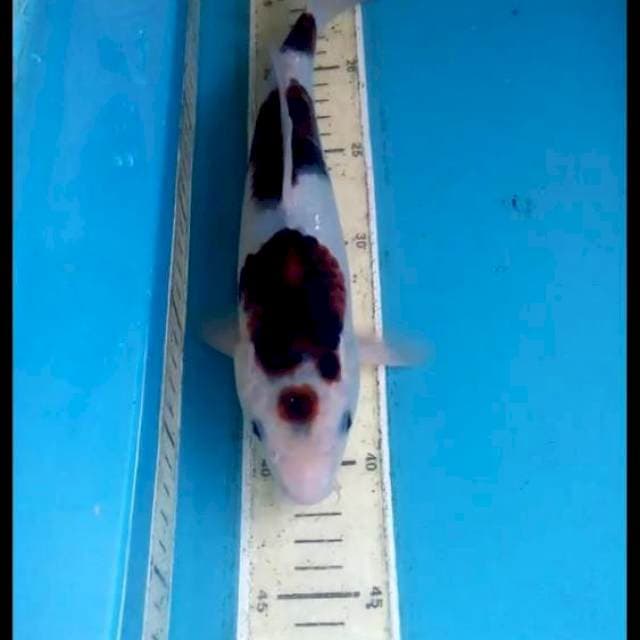 Goromo 28cm