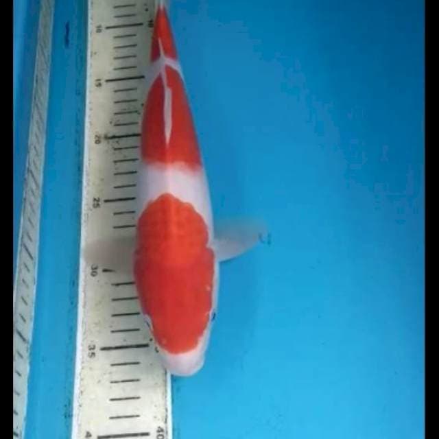 Kohaku 33cm